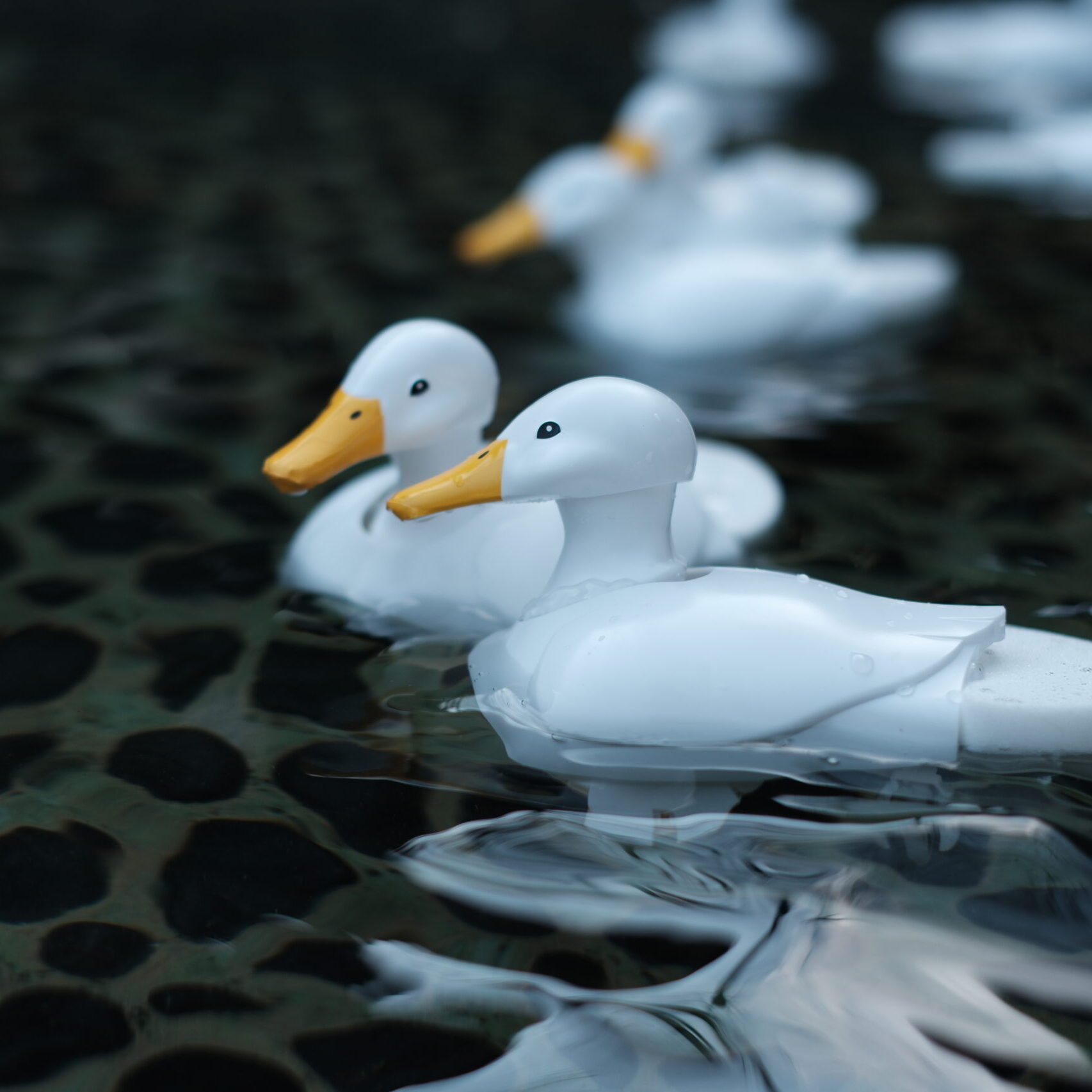 Walking and swimming duck craft kit